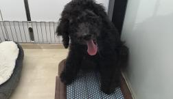 まっくろもじゃもじゃ犬