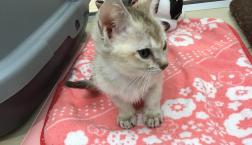 シンガプーラ！デビューしました❣️