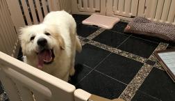 グレピ子♡に最強ょーの愛を！