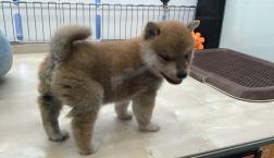 コロコロお豆君♡