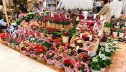 \母の日鉢物ご予約受付中/