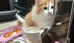 ギャップ萌え♡