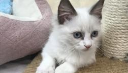 ラグドールがデビュー❣️