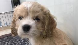 つけまつ毛のごとく♡