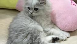 ペルシャ君とサイベリアンちゃん