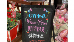 5/3.4.5.6.7限定！鉢物全品3割引！
