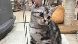 メロメロアメショ♡