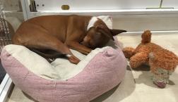 ご帰宅ワンちゃん