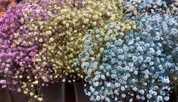 \切花入荷しました/