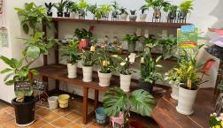 \観葉植物入荷しました/