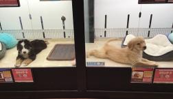 ２匹の大型パピー♡