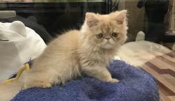 ぶさかわNo.1！エキゾチックショートヘアー