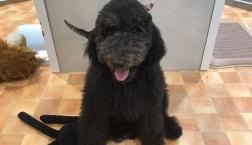 もこもこスタンプーU・x・U