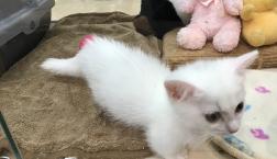 短いです！！！