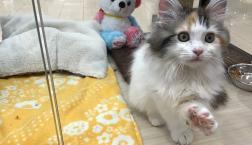 三毛猫⭐︎サイベリアン‼︎