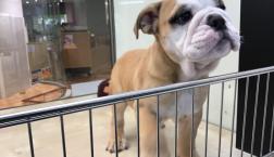 社長のおでまし♡