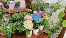 \鉢物入荷しました/