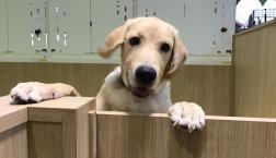 ひょっこりワン！