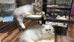 新メンバー加入！！