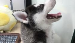 アンダースターン？