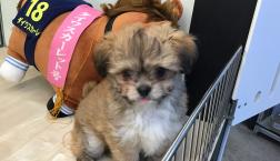 ふわもこましまし！