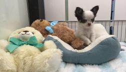 お豆腐メンタル♡