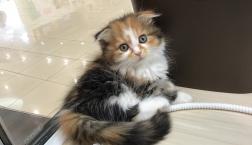 おっとりスコティッシュちゃん