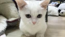 当店！短足ナンバーワンニャンコ♡