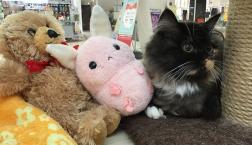 毛量多め！マンチカン