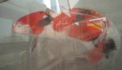 梶　喜一　明治37年　西村五雲・山口華楊に師事　文典・帝展・日展に出品。