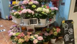 鉢物アジサイも色々入荷中です