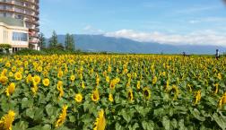 守山市　菜の花畑　満開にお土産！　いかがですか？