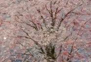 日本の桜　油絵　割引きセール！　空間でお花見会！はいかがですか？