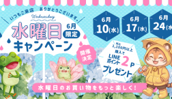 本日はいよいよ《水曜日！》